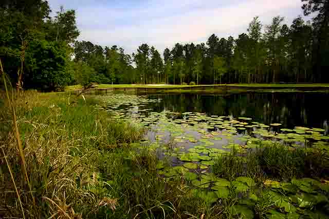 Windance course with lily pads